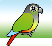 green-cheeked-parakeet.jpg