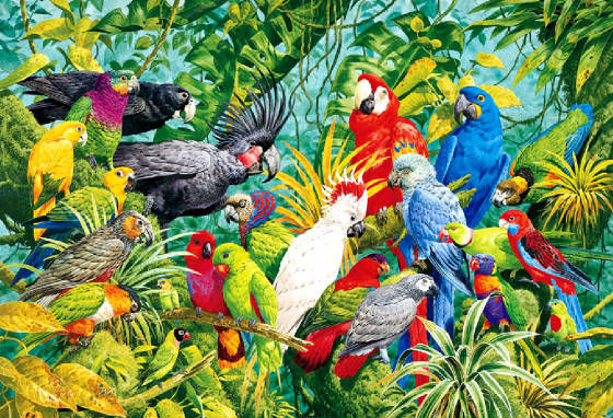 parrots1.jpg